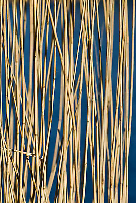 포토 JPG 해외이미지 식물 계절 공원 호수 백그라운드 겨울 꽃무늬 밭 자연 지팡이 갈대 풍경 사람없음 야외 물 파란색 강 갈색 정원 냉동 젖음 연못 만 칼날 습지 허브 원예 질감 내추럴 해외202004 해외포토 자연요소 공공시설 꽃 컬러 무늬 농업 취미 생태계 파일형식 이미지허브