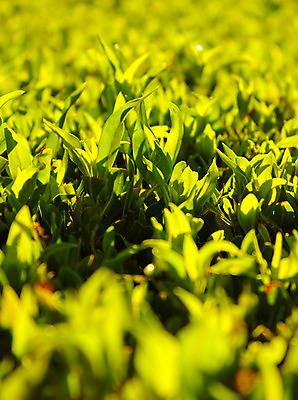 포토 JPG 해외이미지 모양 식물 디자인 공원 백그라운드 컨셉 잎 꽃무늬 패턴 밭 자연 추상 바닥 풍경 잔디 사람없음 초록색 여름 빛 컬러풀 태양 환경 정원 경기장 봄 활발 시골 신선 닫기 질감 상승 조경 부드러움 땅바닥 엘리먼트 해외202004 해외포토 자연요소 계절 공공시설 꽃 컬러 무늬 농업 스포츠시설 모션 감각 생태계 파일형식 이미지허브