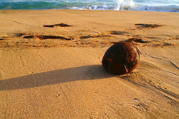 포토 JPG 해외이미지 모래 섬 여행 휴가 휴식 해변 사람없음 평화 꿈 편안함 결심 순수 호기심 하와이 비전 코코넛 천진난만 해외202004 해외포토 감정 바다 컨셉 과일 미국 감각 파일형식 이미지허브