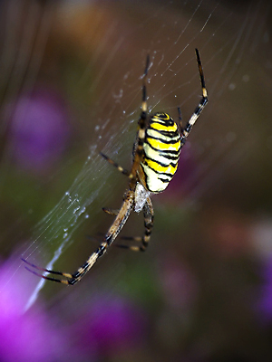 포토 JPG 해외이미지 곤충 자연 사람없음 초록색 거미줄 거미 사냥꾼 해외202004 해외포토 동물 직업 컬러 생태계 파일형식 이미지허브