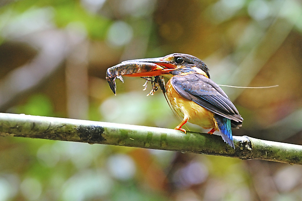포토 JPG 해외이미지 사람없음 파란색 먹이 남쪽 물총새 수유 해외202004 해외포토 컬러 조류 방향 파일형식 이미지허브