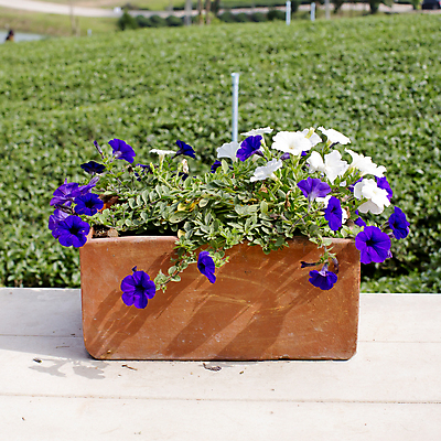 포토 JPG 해외이미지 식물 라이프스타일 꽃 화분 컨셉 잎 자연 새로움 사람 취미 사람없음 초록색 새싹 봄 성장 잡기 보호 허브 유기농 원예 보여주기 내추럴 모종 브랜디 심기 지원 해외202004 해외포토 웰빙 계절 컬러 모션 생활 생태계 파일형식 이미지허브