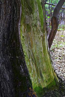 포토 JPG 해외이미지 식물 여행 단풍 자연 이끼 풍경 사람없음 야외 목재 세로 초록색 관광지 환경 미국 고요 봄 손상 성장 숲 장작 캘리포니아 발견 내추럴 삼림지대 수목 해외202004 해외포토 나무 계절 컬러 컨셉 잎 북아메리카 재료 생태계 파일형식 이미지허브