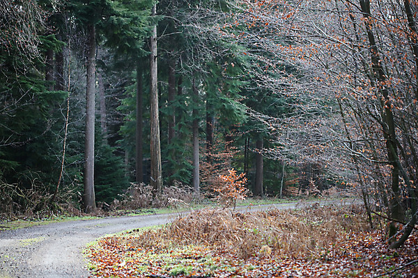 포토 JPG 해외이미지 구름 도로 길 선 여행 밭 교통시설 모션 자연 하늘 휴가 독일 파노라마 풍경 사람없음 야외 목재 여름 자유 시골 중앙 고독 숲 땅 탈출 장면 길가 무한 방법 영원 직진 평야 수평선 소멸 해외202004 해외포토 자연요소 나무 계절 감정 유럽 교통 컨셉 농업 재료 촬영기법 시설 생태계 파일형식 이미지허브