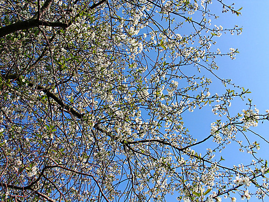 포토 JPG 해외이미지 나무 식물 계절 꽃잎 꽃 줄기 백그라운드 잎 꽃무늬 과일 자연 하늘 부활절 새로움 사람없음 야외 장식 희망 침묵 성장 벚꽃 흰색 나뭇가지 시골 개화 사과 원예 장면 꽃가루 개발 꽃수술 세련 해외202004 해외포토 기념일 감정 컬러 컨셉 무늬 취미 소리 가루 생태계 파일형식 이미지허브