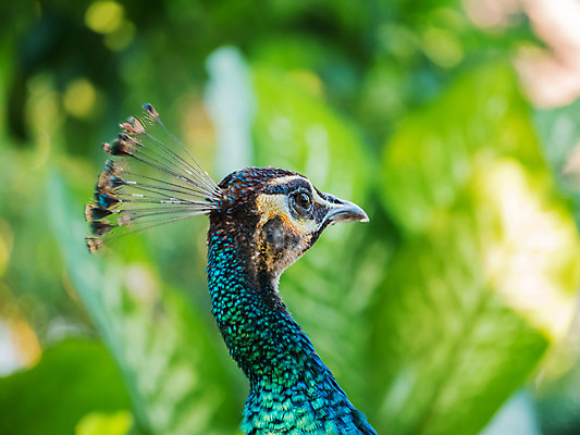 포토 JPG 해외이미지 디자인 여자 남자 유럽 야생동물 조류 왕관 동물원 사람없음 야외 장식 초록색 컬러풀 걷기 활발 도전 춤 우아함 공작 인도인 전시회 심볼 깃털 묘사 질감 꼬리 쇼 보여주기 내추럴 터키석 해외202004 해외포토 외국인 동물 나라 컬러 컨셉 모션 문화예술 사람 동양인 전시 보석 파일형식 이미지허브