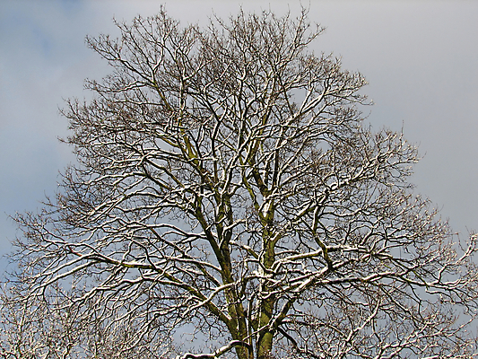 포토 JPG 해외이미지 나무 백그라운드 겨울 자연 하늘 사람없음 내추럴 해외202004 해외포토 식물 계절 생태계 파일형식 이미지허브
