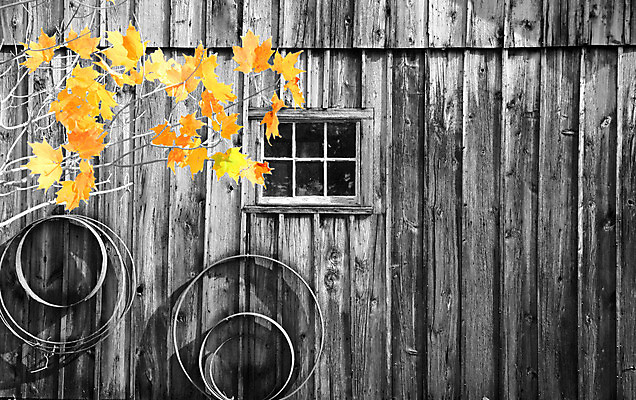 포토 JPG 해외이미지 잎 창문 가족 출입구 새로움 주택 사람없음 건물 목재 초록색 농장 문 마을 검은색 방 수확 가을 바위 흰색 시골 시간 역사 클래식 카우보이 유령 가난 버리기 필름 복고 과거 타운 헛간 외양간 떠남 식민지 썩음 옛날 저지 해외202004 해외포토 나무 식물 건축물 계절 컬러 컨셉 농업 재료 관계 모션 돌_바위 도시 저장고 파일형식 이미지허브