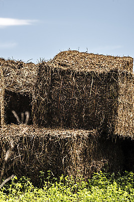 포토 JPG 해외이미지 식물 계절 산업 음식 농업 채소 자연 날씨 건조 사람없음 초록색 물 여름 햇빛 쌓기 환경 기계 봄 활발 습기 에너지 수확 시골 시간 업무 볏짚 밀 부드러움 밀짚 영양분 해외202004 해외포토 자연요소 컬러 컨셉 모션 곡류 태양 작업 감각 짚 생태계 파일형식 이미지허브