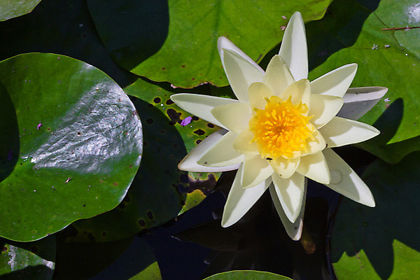 포토 JPG 해외이미지 식물 꽃잎 꽃 아시아 선 분홍색 백그라운드 잎 꽃무늬 자연 휴식 연꽃 사람없음 야외 장식 세로 초록색 물 반사 노란색 환경 정원 침묵 벚꽃 연못 신선 개화 우아함 백합 명상 싱글 내추럴 이국적 천진난만 부족함 해외202004 해외포토 자연요소 나라 컬러 컨셉 무늬 소리 생태계 파일형식 이미지허브