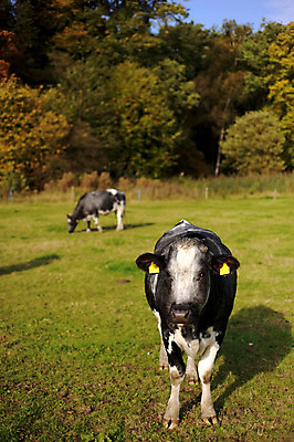 포토 JPG 해외이미지 동물 계절 밭 농업 사람없음 빨간색 초록색 농장 검은색 가축 가을 시골 소 군중 방목 해외202004 해외포토 산업 컬러 포유류 사람 축산업 파일형식 이미지허브