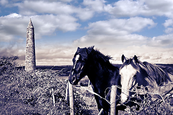 포토 JPG 해외이미지 나무 동물 구름 벽 스포츠 2 밭 하늘 풍경 사람없음 야외 초록색 여름 파란색 울타리 농장 갈색 머리 탑 검은색 화목 봄 바위 흰색 시골 쌍 원형 역사 암초 갈기 아일랜드 망아지 해외202004 해외포토 자연요소 도형 식물 건축물 계절 유럽 새끼 컬러 컨셉 농업 신체부위 담장 돌_바위 말_동물 파일형식 이미지허브