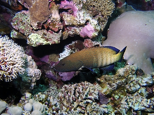 포토 JPG 해외이미지 식물 동물 야생동물 잎 자연 표면 어류 사람없음 물 반사 수중 투명 스노클링 산호 잠수부 다이빙 암초 동물상 해외202004 해외포토 자연요소 조형물 수영 수중동물 수상스포츠 자포동물 전문직 생태계 수중스포츠 파일형식 이미지허브