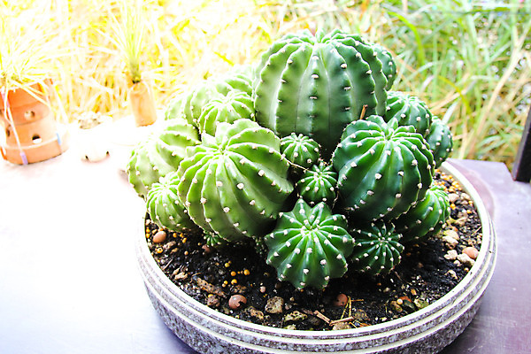 포토 JPG 해외이미지 식물 백그라운드 자연 선인장 사람없음 야외 장식 초록색 정원 신선 냄비 작음 원예 스파이크 내추럴 심기 해외202004 해외포토 컬러 모션 취미 솥 크기 생태계 파일형식 이미지허브