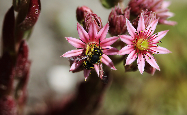 포토 JPG 해외이미지 식물 동물 계절 꽃 유럽 야생동물 분홍색 곤충 백그라운드 잎 자연 사람없음 초록색 노란색 환경 정원 보라색 검은색 봄 줄무늬 벌레 보호 수분 에코 꽃가루 꿀 찌르기 내추럴 양모 생태학 해외202004 해외포토 교육 나라 컬러 컨셉 무늬 모션 직물 가루 생태계 파일형식 이미지허브