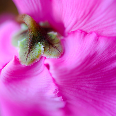 포토 JPG 해외이미지 식물 디자인 계절 꽃 분홍색 백그라운드 컨셉 꽃무늬 자연 벽지 추상 선물 미술 사람없음 장식 여름 빛 우주 봄 벚꽃 인사 신선 신용카드 다발 공상 내추럴 엘리먼트 스타일 해외202004 해외포토 컬러 무늬 문화예술 금융 예절 생태계 파일형식 이미지허브