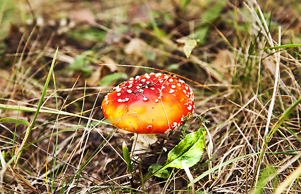 포토 JPG 해외이미지 식물 계절 음식 잎 자연 표면 생물 건강 이끼 사람없음 야외 목재 빨간색 빛 갈색 어둠 버섯 성장 가을 시골 숲 작음 그늘 오브젝트 내추럴 곰팡이 그물버섯 독버섯 캡모자 세련 해외202004 해외포토 나무 모자_잡화 컬러 재료 크기 생태계 파일형식 이미지허브