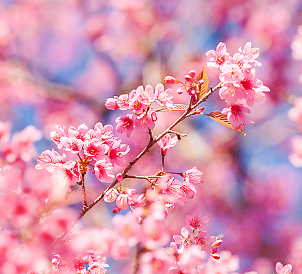 포토 JPG 해외이미지 꽃잎 꽃 분홍색 오렌지 재료 부분 자연 새로움 건강 풍경 사람없음 야외 장식 가로 컬러풀 일본 벚꽃 껍질 개화 그룹 맛 갈증 유기농 질감 날것 슬라이스 장면 흙더미 내추럴 고립 숙성 채식주의자 비건 해외202004 해외포토 식물 웰빙 아시아 컬러 컨셉 과일 흙 생태계 채식 파일형식 더미 이미지허브
