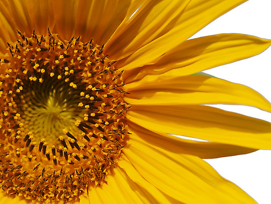 포토 JPG 해외이미지 식물 꽃잎 꽃 행복 음식 꽃무늬 패턴 자연 하늘 해바라기 나선형 건강 씨앗 사람없음 초록색 여름 파란색 태양 노란색 머리 정원 맑음 힘 봄 수확 벚꽃 뜨거움 원형 센터 황금 정상 큼 원예 각도 날카로움 내추럴 강렬 해외202004 해외포토 자연요소 도형 계절 감정 컬러 무늬 농업 날씨 취미 신체부위 크기 생태계 파일형식 이미지허브