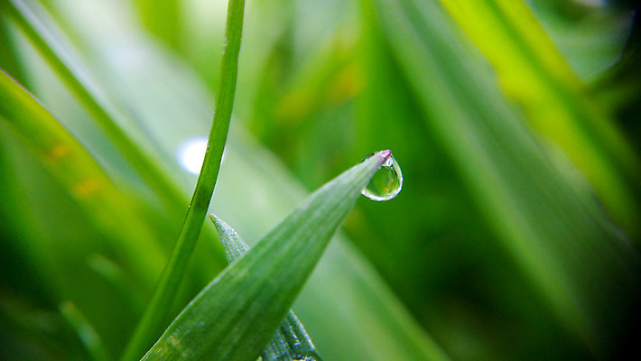 포토 JPG 해외이미지 식물 잎 자연 아침 날씨 사람없음 야외 초록색 물 여름 환경 화목 봄 젖음 성장 물방울 신선 액체 떨어짐 이슬 작음 빗방울 순수 해외202004 해외포토 주간 자연요소 계절 컬러 컨셉 비_날씨 크기 생태계 파일형식 이미지허브
