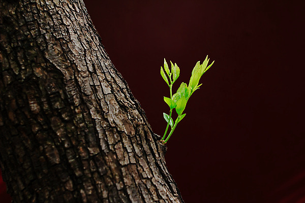 포토 JPG 해외이미지 나무 식물 계절 줄기 잎 비즈니스 자연 사람없음 야외 목재 초록색 여름 한개 갈색 환경 희망 봄 성장 나뭇가지 신선 작음 허브 유기농 원예 고립 해외202004 해외포토 1 웰빙 감정 컬러 재료 취미 크기 생태계 파일형식 이미지허브