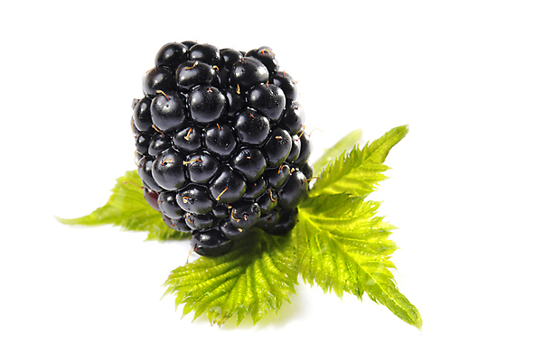 포토 JPG 해외이미지 열매 음식 백그라운드 잎 과일 건강 사람없음 초록색 여름 파란색 검은색 신선 시장 달콤 먹기 블랙베리 고립 해외202004 해외포토 식물 계절 컬러 모션 맛 파일형식 이미지허브