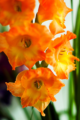 포토 JPG 해외이미지 식물 디자인 꽃잎 꽃 분홍색 꽃다발 백그라운드 꽃무늬 오렌지 자연 선물 사람없음 장식 세로 여름 벚꽃 가을 흰색 투명 개화 칼 백합 다발 오브젝트 싱글 붓꽃 깊이 엘리먼트 해외202004 해외포토 계절 컬러 무늬 과일 생태계 파일형식 이미지허브