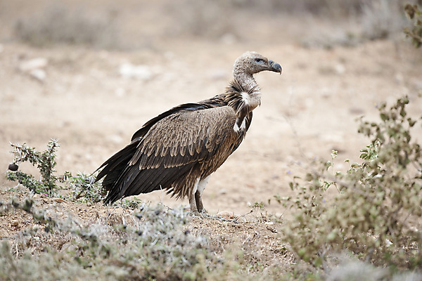 포토 JPG 해외이미지 동물 1 공원 야생동물 날개 아프리카 자연 조류 사람없음 흰색 황무지 사파리 깃털 부리 육식동물 케냐 계산서 동물상 전국 해외202004 해외포토 공공시설 나라 컬러 조형물 생태계 파일형식 이미지허브