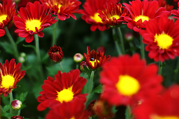 포토 JPG 해외이미지 국화 사람없음 침묵 해외202004 해외포토 꽃 소리 파일형식 이미지허브