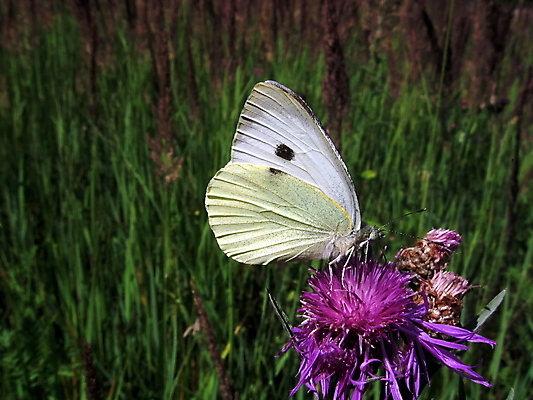 포토 JPG 해외이미지 식물 동물 꽃 나비 곤충 백그라운드 날개 자연 사람없음 초록색 여름 흰색 동물상 해외202004 해외포토 계절 컬러 조형물 생태계 파일형식 이미지허브