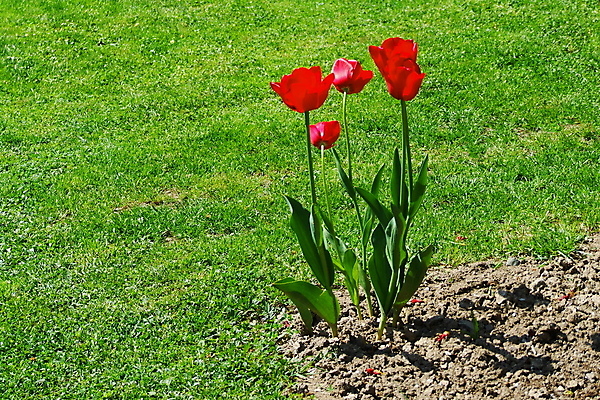 포토 JPG 해외이미지 사람없음 비트 썩음 해외202004 해외포토 채소 파일형식 이미지허브