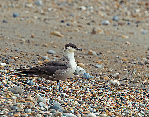 포토 JPG 해외이미지 야생동물 자연 조류 잉글랜드 사람없음 통로 철새 서식스 해외202004 해외포토 동물 영국 생태계 파일형식 이미지허브