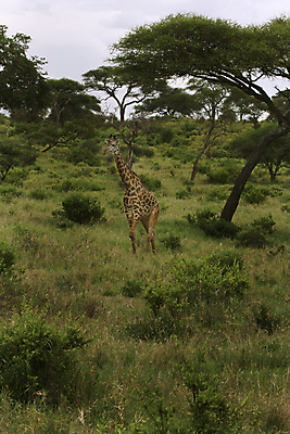 포토 JPG 해외이미지 동물 야생동물 밭 아프리카 자연 휴가 따뜻함 국립공원 사람없음 뜨거움 기린 사파리 케냐 세렝게티 탄자니아 해외202004 해외포토 공원 나라 농업 포유류 생태계 파일형식 이미지허브