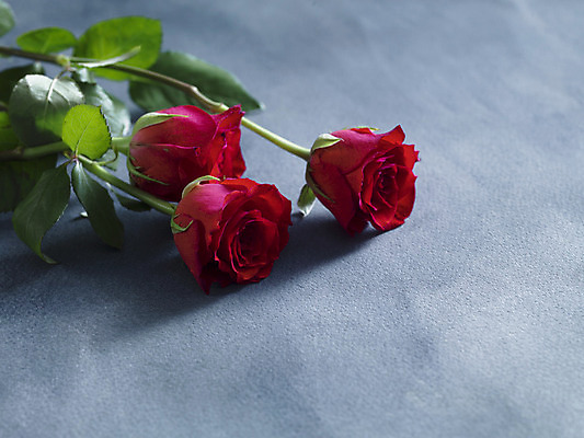 포토 JPG 해외이미지 회색배경 발렌타인데이 사람없음 장미 오브젝트 카피스페이스 해외포토 꽃 백그라운드 데이이벤트 공백 회색 파일형식 이미지허브