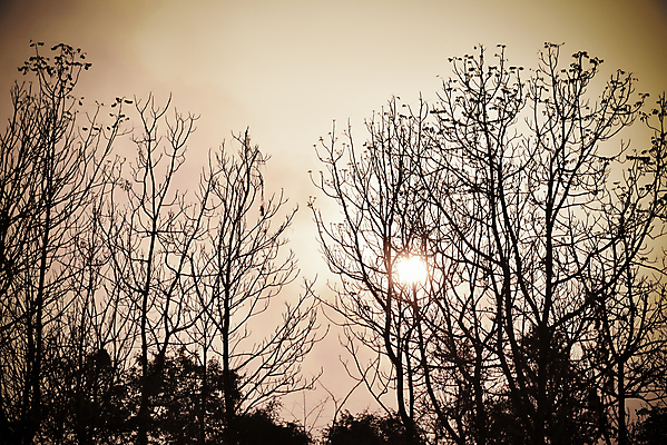 포토 JPG 해외이미지 나무 식물 공원 실루엣 섬 백그라운드 캐나다 패턴 오렌지 자연 하늘 추상 풍경 사람없음 야외 빨간색 빛 컬러풀 햇빛 태양 일출 검은색 황혼 일몰 새벽 나뭇가지 죽음 황금 고독 저녁 숲 내추럴 앨버타 엘크 전국 해외202004 해외포토 자연요소 공공시설 감정 컬러 북아메리카 무늬 과일 촬영기법 노을 야간 생태계 파일형식 이미지허브
