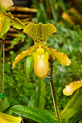 포토 JPG 해외이미지 식물 교육 꽃 선 과학 백그라운드 잎 자연 추상 실내 실험 사람없음 장식 초록색 노란색 정원 벚꽃 난초 그늘 만족 내추럴 기르기 해외202004 해외포토 감정 컬러 무늬 내부 생태계 돌봄 파일형식 이미지허브