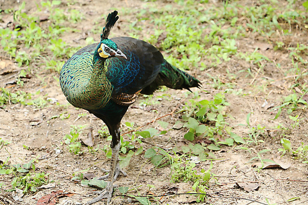 포토 JPG 해외이미지 나무 동물 1 야생동물 백그라운드 잎 오렌지 노래 자연 조류 휴식 종류 앉기 사람없음 야외 빨간색 초록색 파란색 우주 봄 회색 흰색 나뭇가지 공작 묘사 싱글 생물학 서식지 생태학 해외202004 해외포토 식물 계절 교육 음악 컬러 컨셉 과일 모션 생태계 파일형식 이미지허브