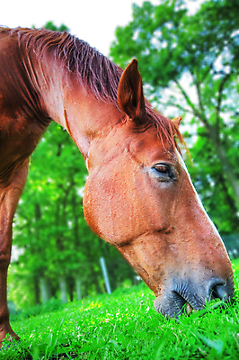 포토 JPG 해외이미지 동물 계절 행복 밧줄 밭 자연 건조 사랑 사람없음 야외 초록색 달리기 햇빛 태양 농장 갈색 황혼 목장 인사 군중 꼬리 먼지 추적 무료 유대감 해외202004 해외포토 자연요소 감정 줄 컬러 농업 모션 사람 일몰 예절 생태계 파일형식 이미지허브