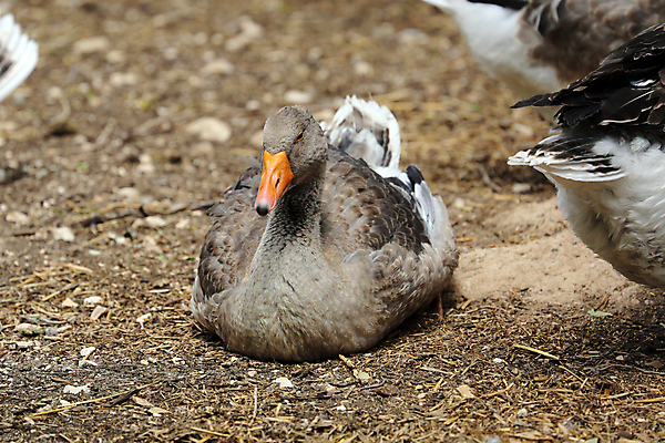 포토 JPG 해외이미지 동물 척추동물 1 응시 야생동물 포즈 오렌지 자연 조류 생물 바닥 사람없음 야외 컬러풀 햇빛 갈색 머리 쌓기 봄 회색 관찰 닫기 깃털 부리 슛 위치 거위 내추럴 동물상 땅바닥 무료 혼자 해외202004 해외포토 시선 계절 컬러 과일 모션 신체부위 태양 조형물 생태계 파일형식 이미지허브