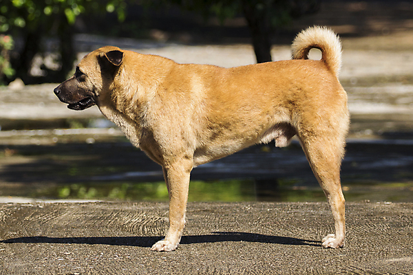 포토 JPG 해외이미지 동물 1 남자 도로 얼굴 포유류 태국 자연 휴식 생물 거리 털 사람없음 야외 반려동물 갈색 쌓기 흰색 도시 보행로 개 강아지 고독 버리기 싱글 코 송곳니 노숙자 고립 기르기 마스코트 옛날 해외202004 해외포토 감정 아시아 길 컬러 컨셉 교통시설 모션 사람 신체부위 치아 생태계 돌봄 파일형식 이미지허브