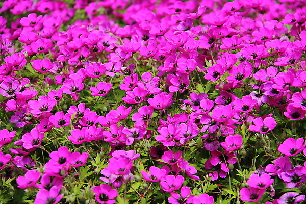 포토 JPG 해외이미지 식물 꽃잎 꽃 백그라운드 잎 자연 사람없음 컬러풀 정원 보라색 꽃가루 꽃수술 제라늄 해외202004 해외포토 컬러 가루 생태계 파일형식 이미지허브