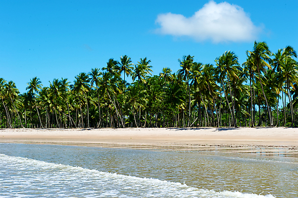 포토 JPG 해외이미지 나무 모래 파도 바다 자연 하늘 휴식 풍경 사람없음 물 여름 파란색 관광지 야자수 태양 만 브라질 석호 열대기후 이국적 터키석 해외202004 해외포토 자연요소 식물 계절 컬러 여행 컨셉 남아메리카 보석 생태계 파일형식 이미지허브