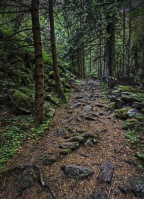 포토 JPG 해외이미지 나무 계절 공원 도로 길 여행 백그라운드 자국 자연 하늘 휴가 산 이야기 이끼 풍경 사람없음 야외 목재 초록색 여름 빛 태양 환경 산책 활발 하이킹 바위 시골 숲 신비 언덕 장면 내추럴 방법 선로 해외202004 해외포토 자연요소 식물 공공시설 컬러 컨셉 재료 교통시설 레저 휴식 돌_바위 생태계 파일형식 이미지허브