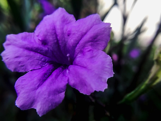 포토 JPG 해외이미지 식물 꽃 분홍색 백그라운드 자연 사람없음 초록색 물 여름 컬러풀 노란색 정원 보라색 안개 흰색 물방울 소프트포커스 이슬 블러 해외202004 해외포토 자연요소 계절 컬러 날씨 촬영기법 생태계 파일형식 이미지허브