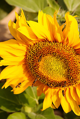 포토 JPG 해외이미지 식물 꽃잎 잎 꽃무늬 밭 농업 자연 해바라기 사람없음 초록색 여름 농작물 정원 봄 성장 벚꽃 개화 벌 꽃가루 내추럴 해외202004 해외포토 계절 꽃 산업 컬러 곤충 무늬 가루 생태계 파일형식 이미지허브