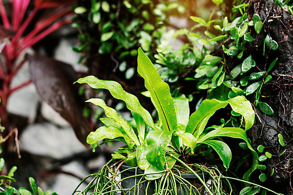 포토 JPG 해외이미지 식물 라이프스타일 공원 꽃 길 농업 벤치 건축양식 태국 자연 선인장 주택 실내 따뜻함 이끼 사람없음 내부 장식 초록색 여름 햇빛 정원 봄 놀이방 습기 성장 벚꽃 바위 개화 숲 관목 원예 심기 양치류 온실 해외202004 해외포토 나무 계절 공공시설 건축 산업 아시아 컬러 의자 모션 취미 건물 생활 태양 돌_바위 생태계 파일형식 이미지허브