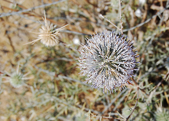 포토 JPG 해외이미지 식물 계절 꽃 줄기 백그라운드 꽃무늬 패턴 부분 자연 건조 사람없음 장식 초록색 여름 빛 갈색 벚꽃 나뭇가지 가시 보호 허브 싱글 날카로움 스파이크 엉겅퀴 찌르기 내추럴 해외202004 해외포토 나무 컬러 컨셉 무늬 모션 생태계 파일형식 이미지허브