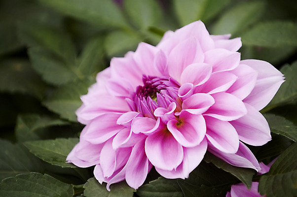 포토 JPG 해외이미지 식물 계절 꽃잎 꽃 분홍색 꽃다발 백그라운드 잎 꽃무늬 패턴 자연 사람없음 장식 빨간색 머리 정원 성장 벚꽃 신선 유혹 꽃집 달리아 순수 원예 꽃가루 부드러움 내추럴 취급주의 완전 해외202004 해외포토 컬러 컨셉 무늬 경고 취미 신체부위 상점 감각 가루 생태계 파일형식 이미지허브