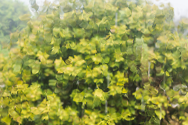 포토 JPG 해외이미지 나무 접시 백그라운드 자연 추상 사람없음 초록색 거울 가을 그리너리 해외202004 해외포토 식물 식기 계절 컬러 무늬 생태계 파일형식 트랜드컬러 이미지허브