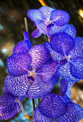 포토 JPG 해외이미지 식물 계절 꽃잎 꽃 꽃다발 백그라운드 꽃무늬 자연 선물 사람없음 장식 초록색 머리 정원 스파 화목 봄 활발 개화 난초 고급 우아함 맛 냄새 아로마 향 단아함 해외202004 해외포토 컬러 컨셉 무늬 신체부위 생태계 파일형식 이미지허브